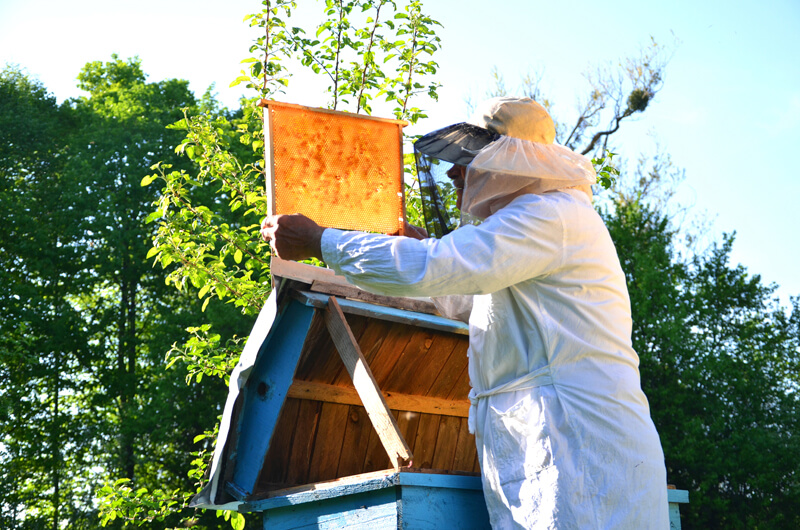 Apiarist-working-in-his-apiary-in-the-springtime-000055117274_Full